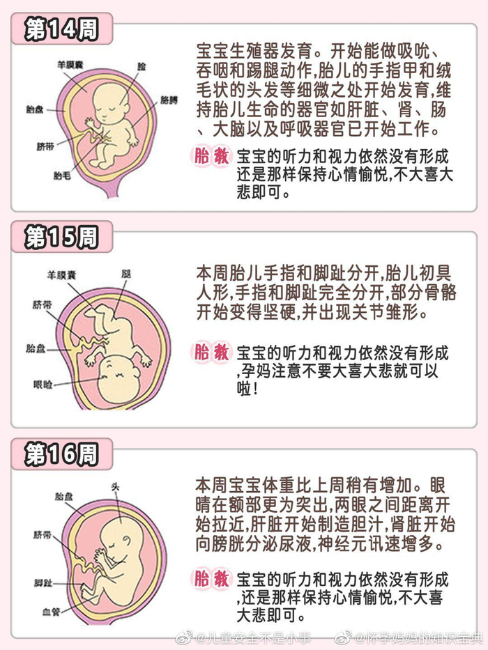 1-40周胎儿发育过程(上)!