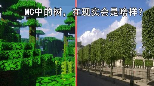 我的世界:怎样种出史上最高的树?论一名优秀园丁的自我修养|树苗|高度|种类|下界|丛林_新浪新闻