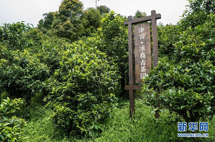 临沧新闻网：捕捉时代脉搏，记录城市变迁
