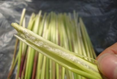 延津乡村记忆:童年美食茅针
