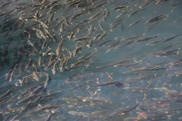青海湖的“惩罚”:3年吃掉7.5万吨,湟鱼陷入危机?