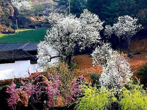 大理鹤庆奇峰梨花村图片