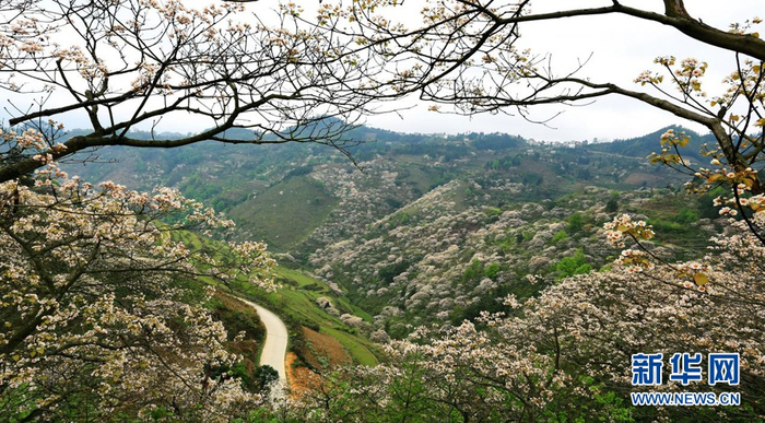 漫山遍野的桐花盛放。（资料图 天峨县委宣传部供图）