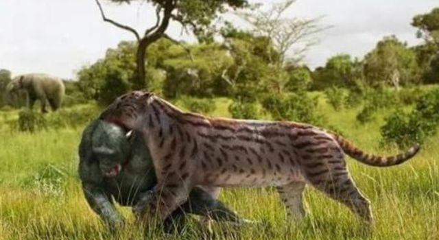 140万年前,恐猫以人类祖先为食,可为什么会灭绝呢?