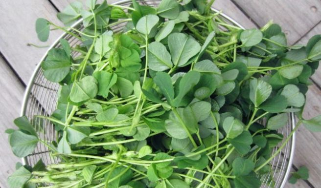 上海叫草头的蔬菜,其他地方叫什么?|苜蓿|江浙|黄花|编辑|紫花苜蓿_新浪新闻