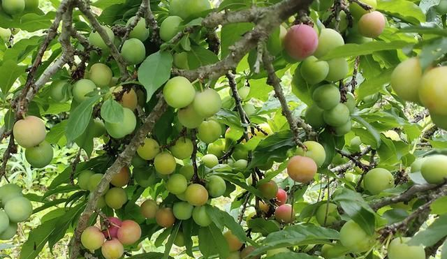 从化水果季开启4月良口溪头村摘采青梅早李体验农家丰收乐趣