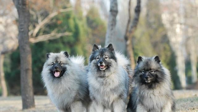 寻根问祖系列（18）：荷兰毛狮犬（Keeshond）