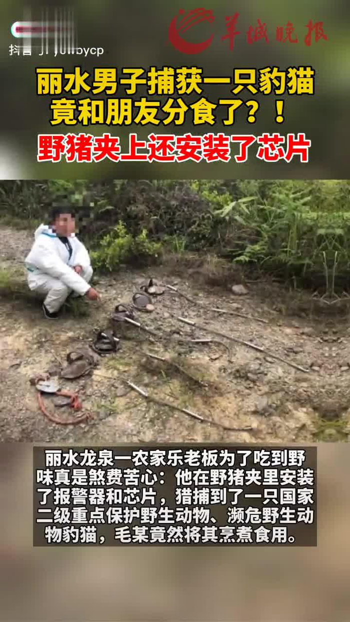 丽水男子捕获一只豹猫竟和朋友分食了野猪夹上还安装了芯片
