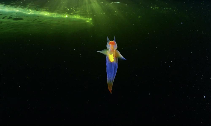 1744年就发现的生物——“海天使”但科学家始终搞不清它的来历!|鲸鱼|食物|贝类|猎物|身体_新浪新闻