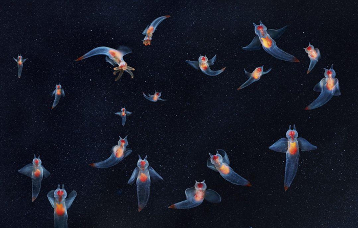 1744年就发现的生物——“海天使”但科学家始终搞不清它的来历!|鲸鱼|食物|贝类|猎物|身体_新浪新闻