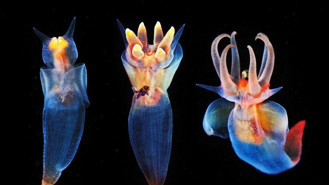 1744年就发现的生物——“海天使”但科学家始终搞不清它的来历!|鲸鱼|食物|贝类|猎物|身体_新浪新闻