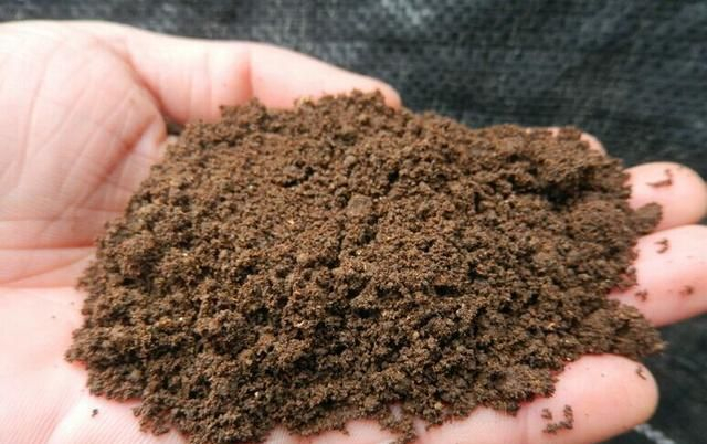 多菌灵的5个正确使用方法:拌土,涂抹,浸泡,灌根,喷叶|多菌灵|植物