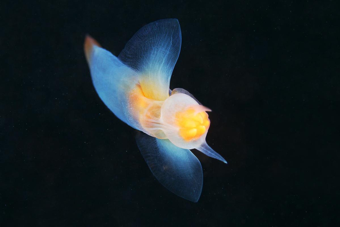 1744年就发现的生物——“海天使”但科学家始终搞不清它的来历!
