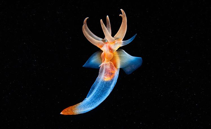 1744年就发现的生物——“海天使”但科学家始终搞不清它的来历!|鲸鱼|食物|贝类|猎物|身体_新浪新闻