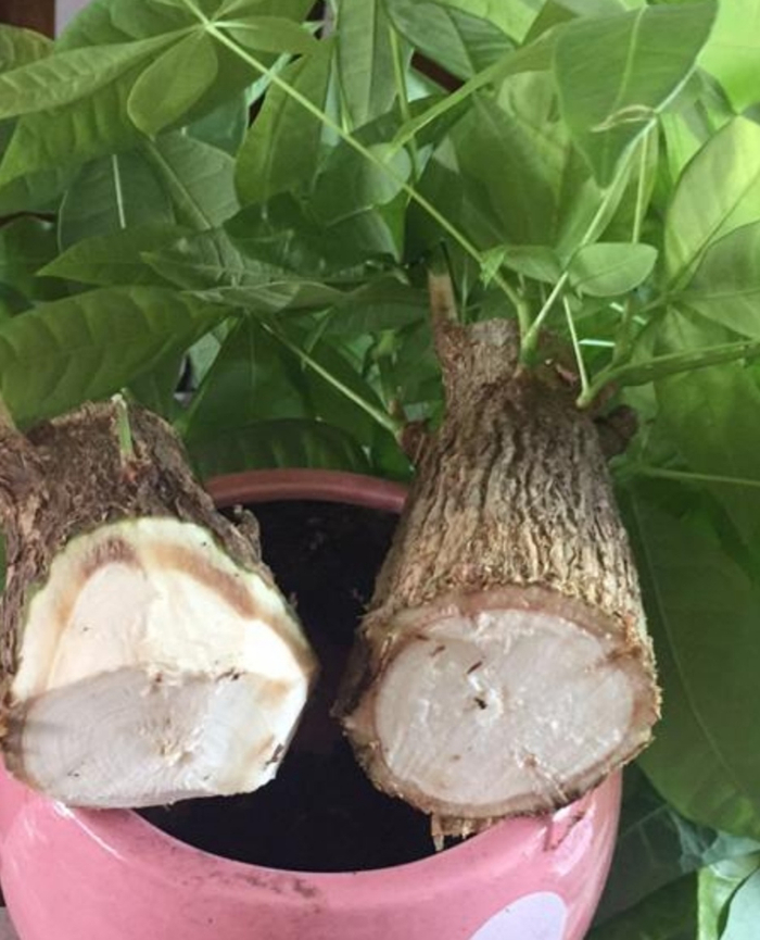 发财树出现烂根,只需简单“3个步骤”,就能让它再次长出新根!|烂根|发财树|根系_新浪新闻