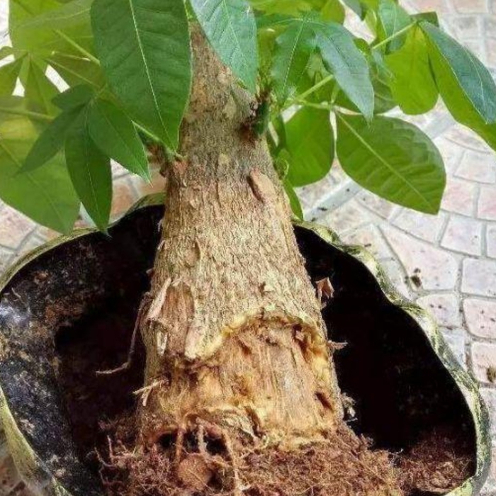 发财树出现烂根,只需简单“3个步骤”,就能让它再次长出新根!|烂根|发财树|根系_新浪新闻
