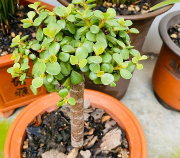金枝玉叶，养成造型优美的盆景，需要做好几个关键事项！|植株|养分|枝干|枝条|枝叶_新浪新闻