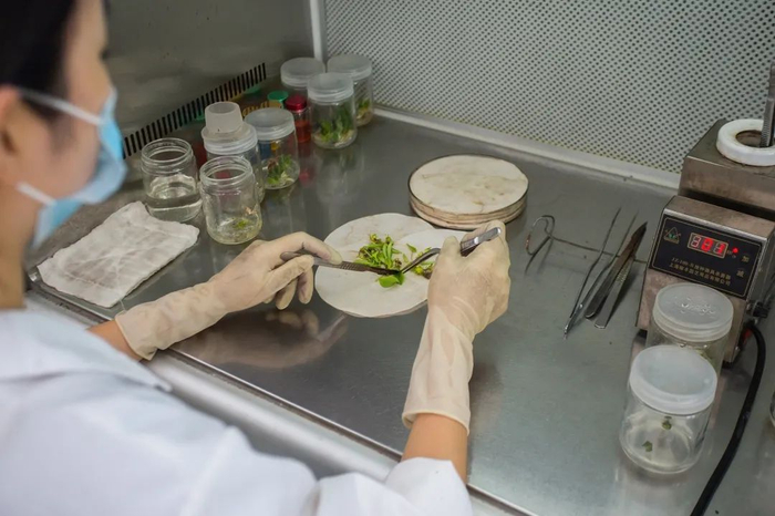 科研人员耐心做研究 图：重庆高新区微讯