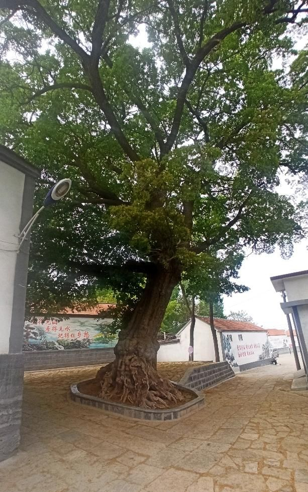 章丘文祖甘泉村