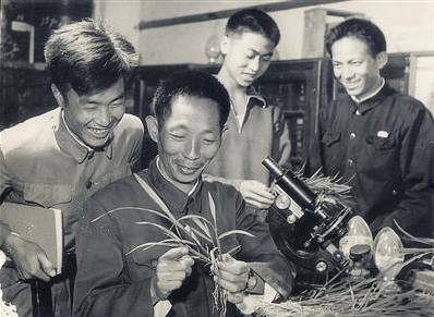 袁隆平早年在实验室进行水稻研究（图片来源：中国新闻网）