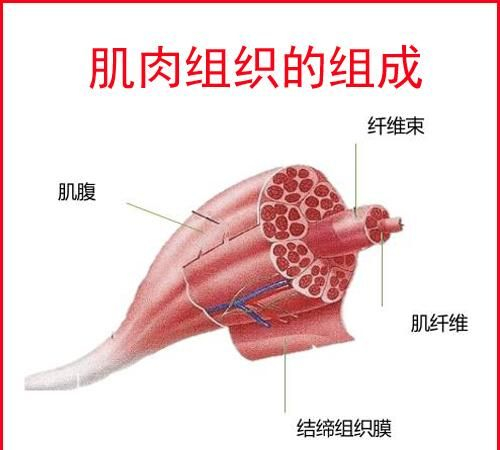 一次力量健身后,肌肉要多久才能恢复训练?