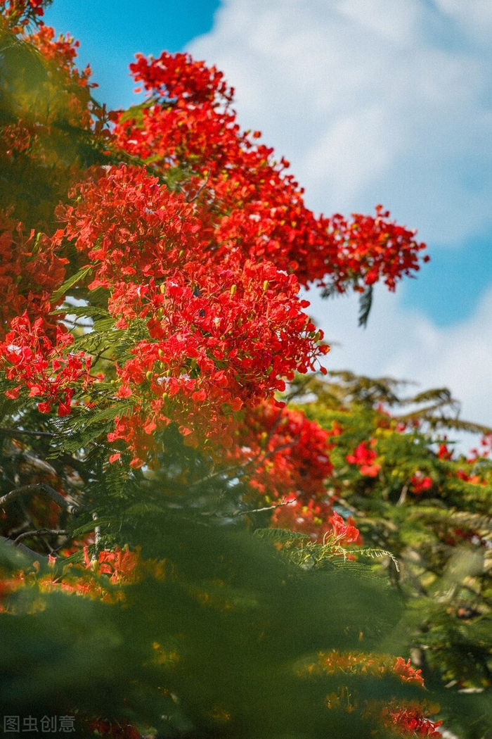花草中的“火凤凰”,树上树下同惊艳,可惜只有南方人有眼福!
