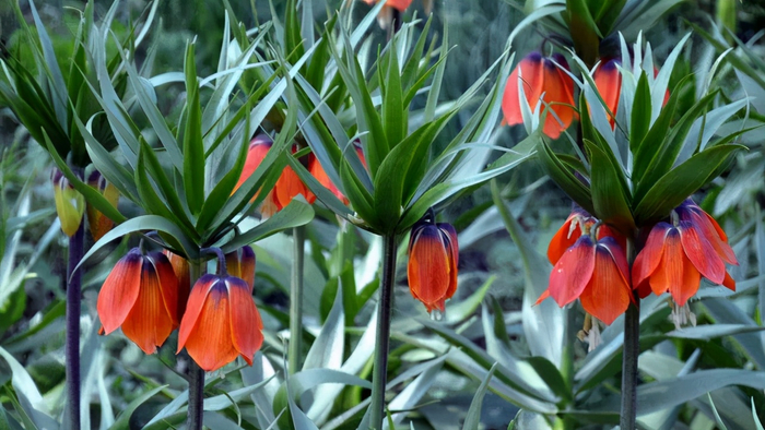 农村这种野生的"贝母草",价值珍贵,遇到千万要珍惜