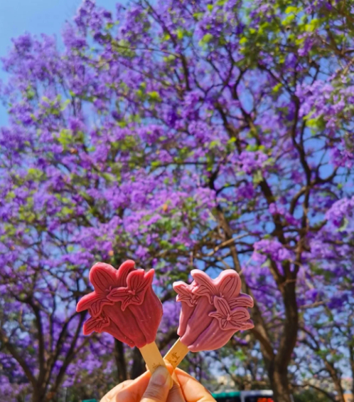 图/小红书 海狸鼠snowy