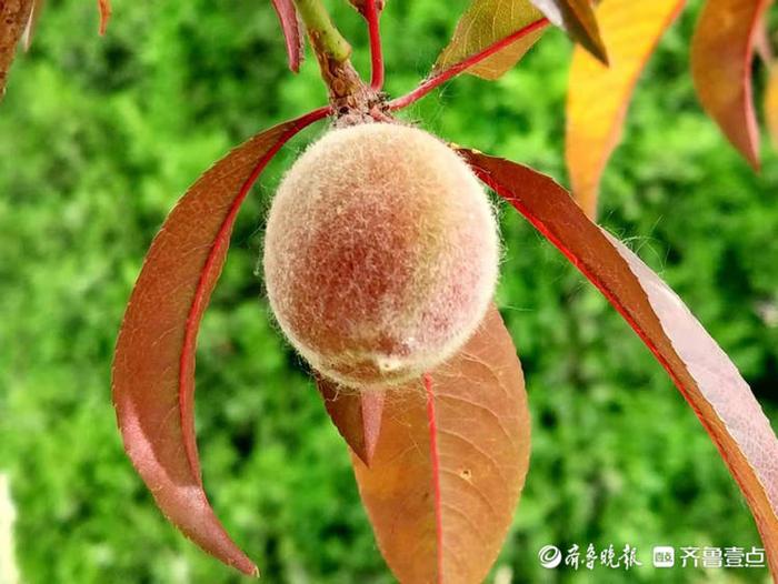 5月26日,在郯城县东城新区的绿化带里红叶碧桃的枝条上挂满了果实