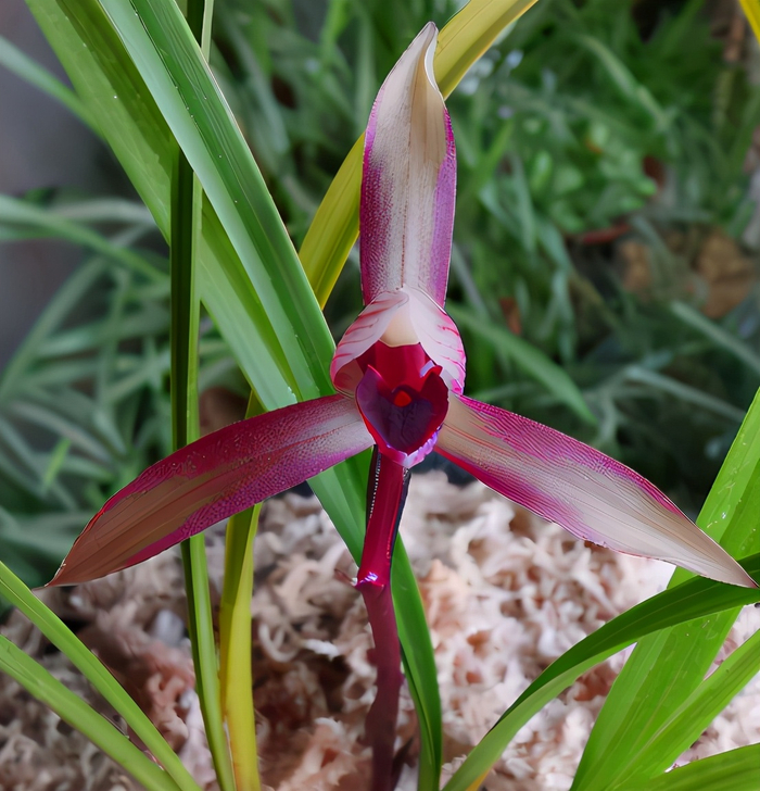 它是云南春兰红素之王,红晕醒目,花开平肩,兰香袭人!