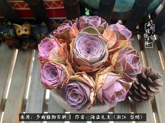 科普：揭秘耶罗玫瑰冒充帕尔马玫瑰的异同点|黄金|热情|状态|粉色|品种_新浪新闻