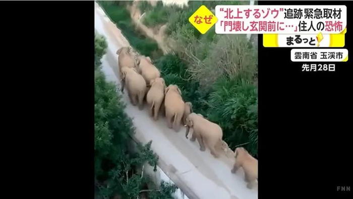 富士电视台对象群进入云南省玉溪市进行报道。富士电视台视频截图