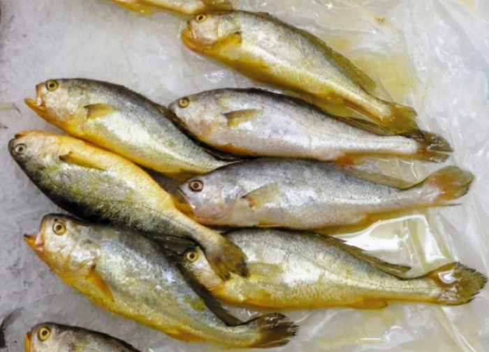 鲳鱼|刀鱼|大黄鱼_新浪新闻