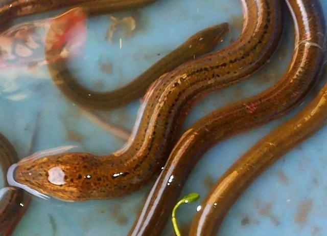 5种可能含有寄生虫的食物不妨尽早撤离餐桌为好