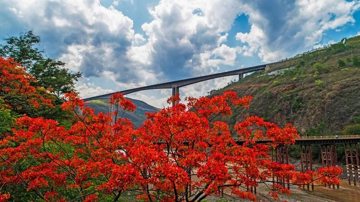 元江高桥  张本聪  摄