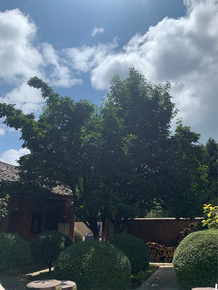 杨善洲在大亮山种了最喜爱的玉兰