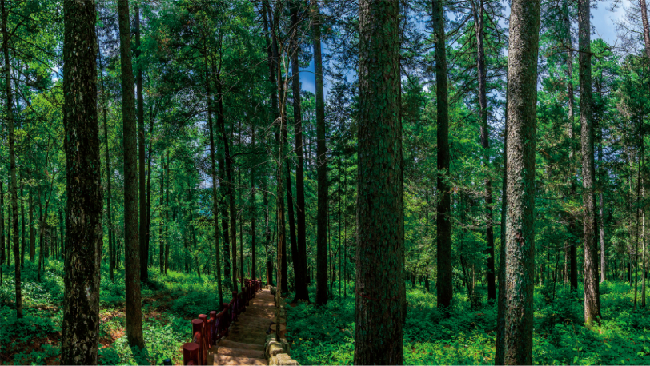鹤北红松母树林。