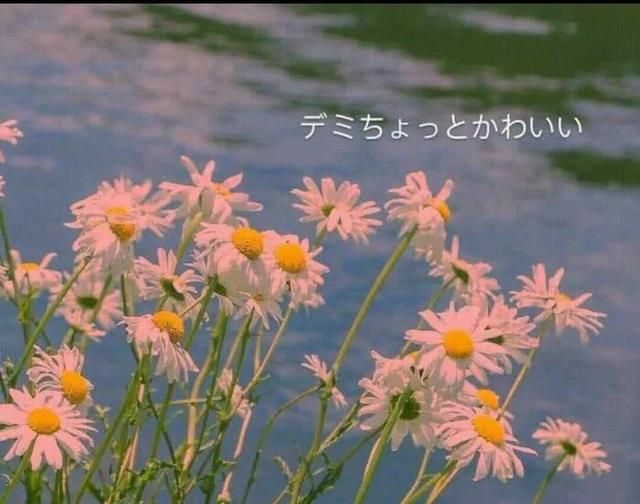 清新温柔治愈系短句,可爱暖心,陪伴你整个夏天。