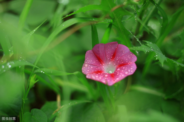 夏天的雨,落在故事里,带来别样的美丽|夏雨|细雨|回风|鸣蝉|静守_新浪新闻