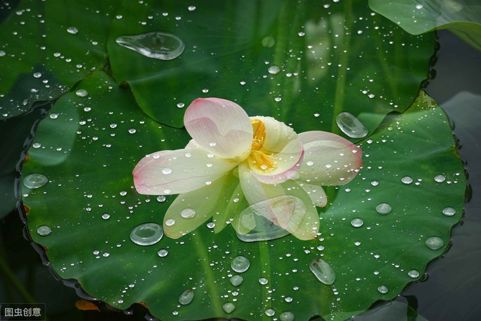 夏天的雨，落在故事里，带来别样的美丽