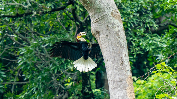 （图为棕颈犀鸟 尹以祜摄 央广网发）