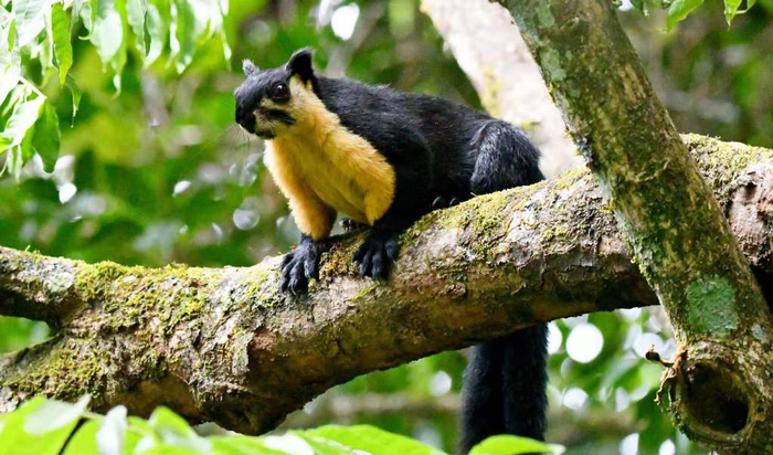 （图为巨松鼠 黄国回摄 央广网发）