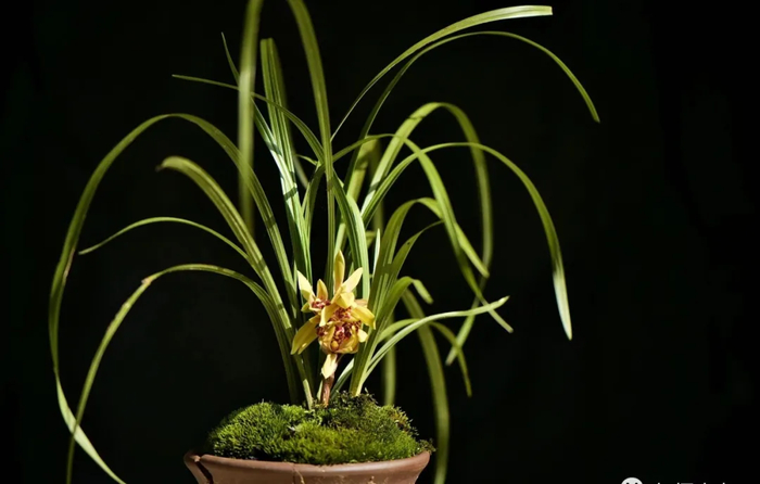 兰花什么时候可翻盆?兰友:妙处多多,掌握技巧随时都能翻盆|植料|兰根|养分|根系|其实_新浪新闻