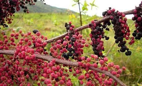 马桑是一种怎样的植物