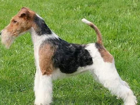 寻根问祖系列（90）：刚毛猎狐梗（Wire Fox Terrier）|犬|梗犬|淘气