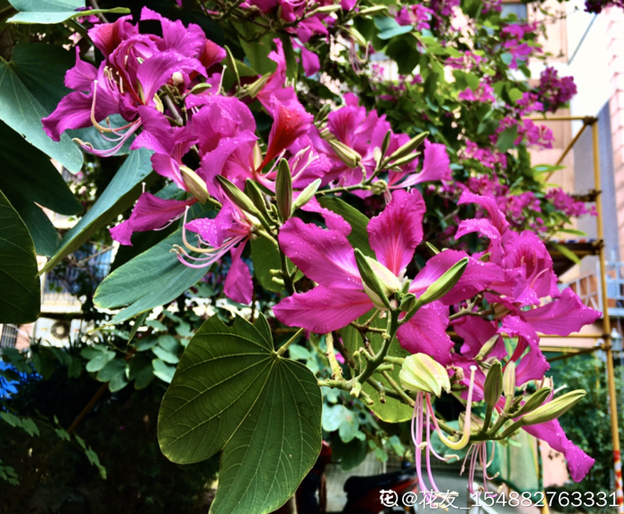 国有国花,市有市花,关于市花,你听过几个?