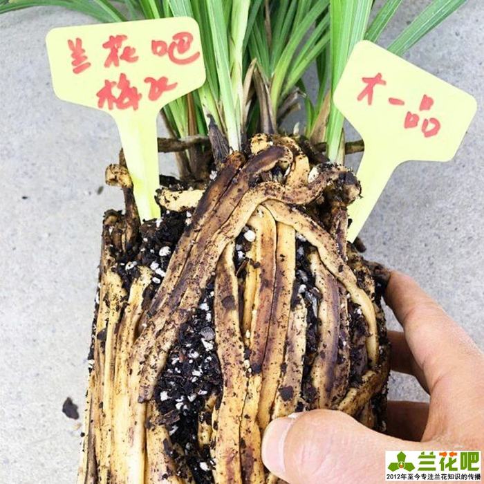 使兰花快速生根的方法,有根和无根兰花的生根方法不同|环境|根系|植料|柳树皮|兰根_新浪新闻