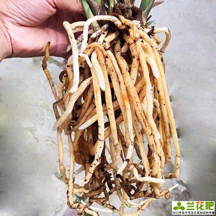 使兰花快速生根的方法，有根和无根兰花的生根方法不同