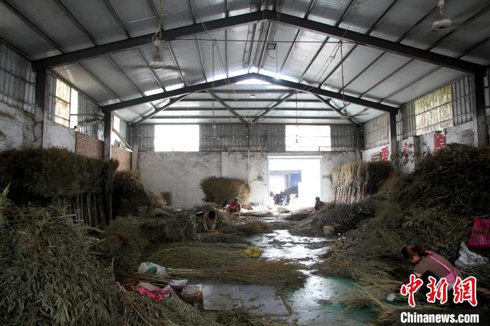 图为，前杜村村民在制作扫帚。　孙宏瑗 摄