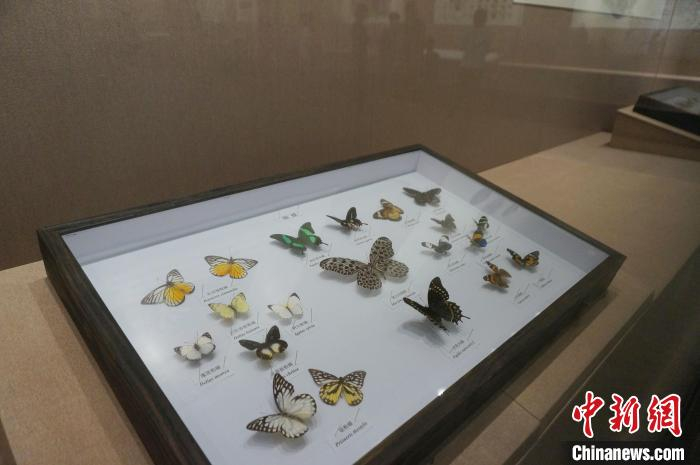 展出的蝴蝶标本。　欧惠兰 摄
